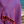 SAMOS Turkish Cotton Scarf Hammam Towel - Fuchsia / Blue